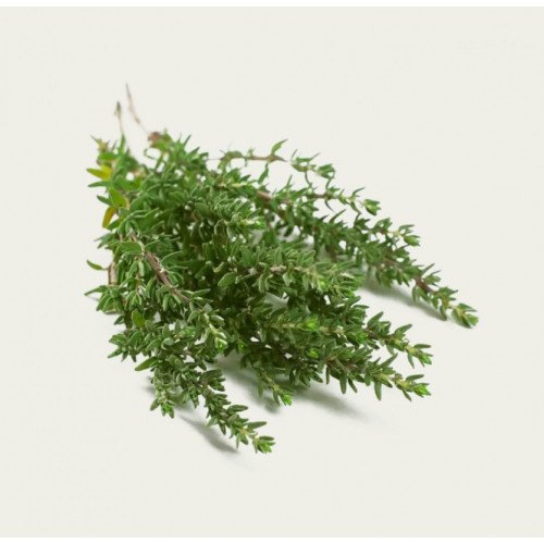 زعتر طازج عضوي علبه 100جم ال طالب