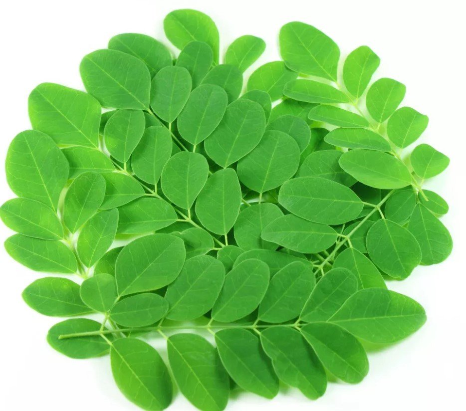 اوراق المورينقا العضوية الطازجة طبق مزرعة بيت الاستنبات العضوية اوراق المورينقا العضوية الطازجة طبق مزرعة بيت الاستنبات العضوية