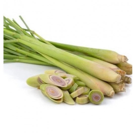 عشبة الليمون العضوية ربطة مزرعة بيت الاستنبات العضوية