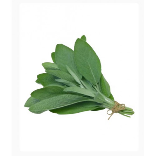 مراميه عضوية طازجة طبق مزرعة بيت الاستنبات العضوية