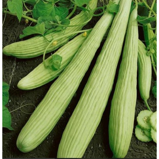 قثاء طويله  كرتون منتج مفحوص تعاونية الباطين