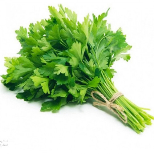 بقدونس طازج مفحوص ربطه تعاونية البطين