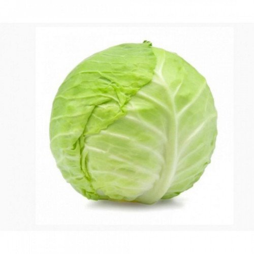 ملفوف اخضر عضوي ال طالب