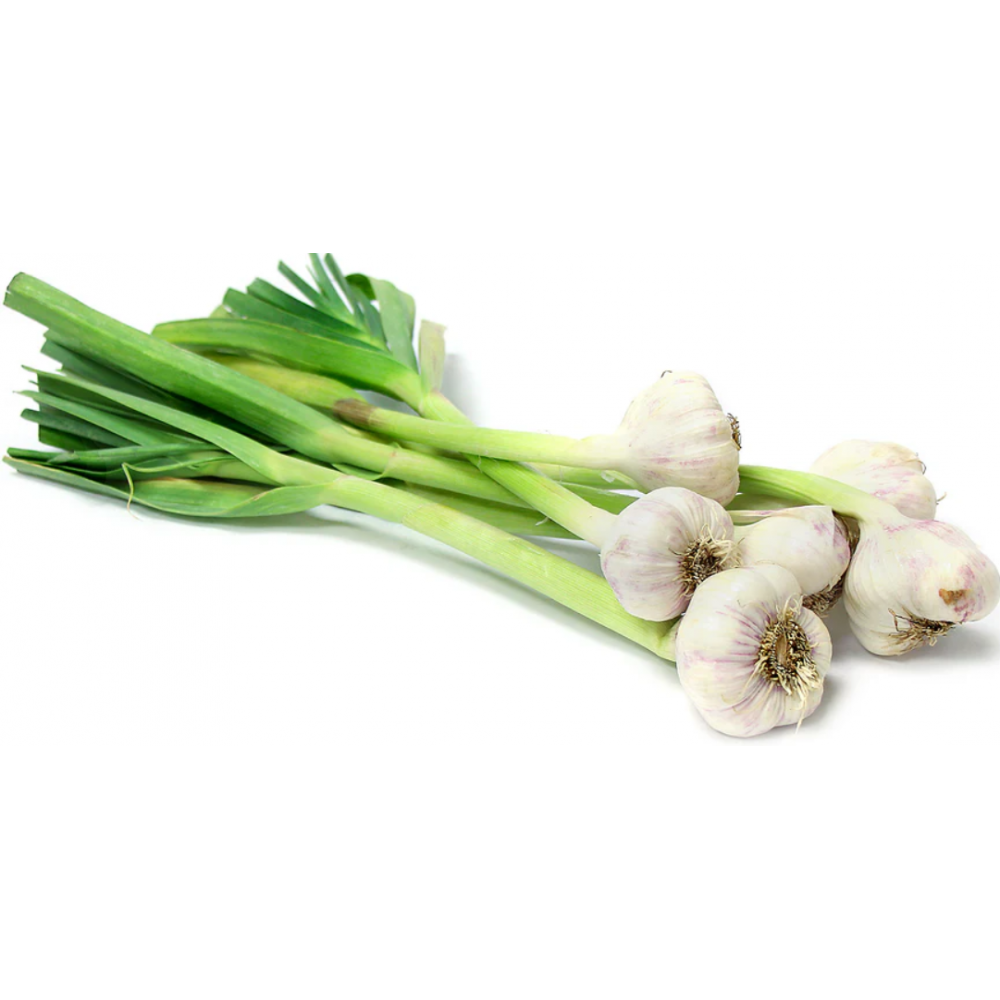 ثوم اخضر عضوي طازج  ربطة  مزرعة الغذاء الامن