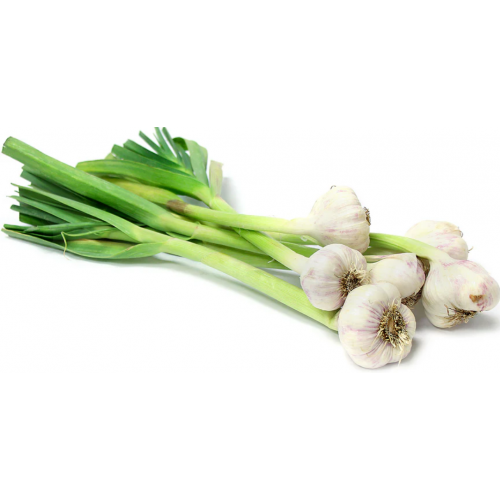 ثوم اخضر عضوي طازج  ربطة  مزرعة الغذاء الامن