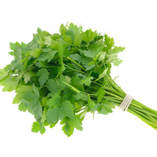 Organic parsley, alsalwa Farm 
