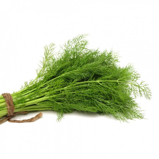 شبت عضوي طبق مزرعة بيت الاستنبات 