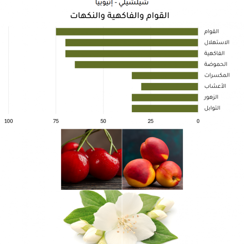 شيلشلي - إثيوبيا شيلشلي - إثيوبيا
