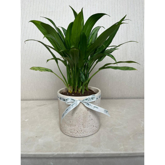 شتلة سباثيفايلم 