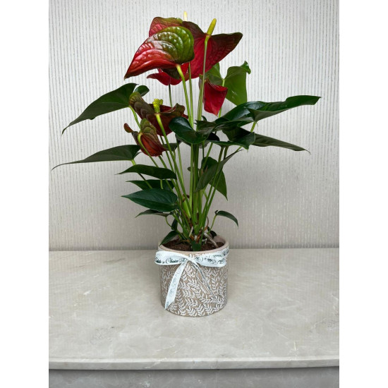 شتلة أنثوريوم