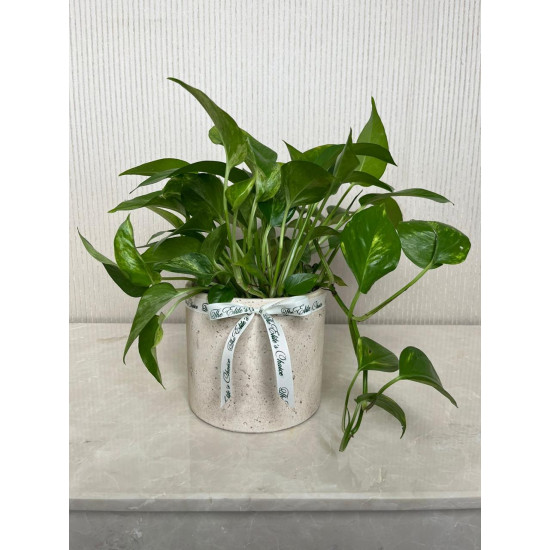 شتلة البوتس شتلة البوتس