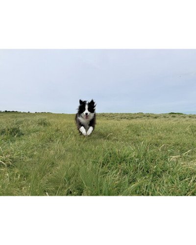 DJI Osmo Mobile 7 Smartphone Gimbal