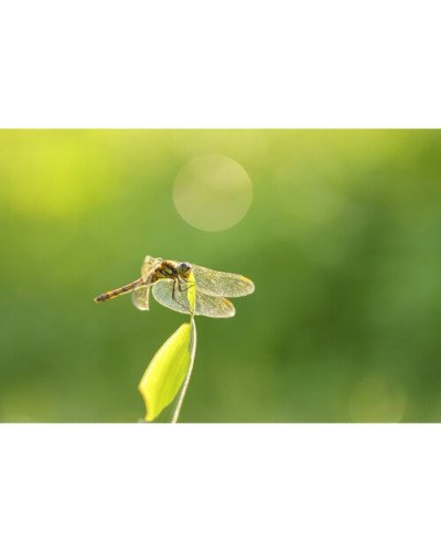 Sigma 105mm f/2.8 DG DN Macro Art Lens for Sony E