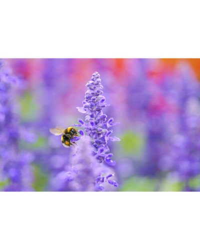 Sigma 105mm f/2.8 DG DN Macro Art Lens for Sony E