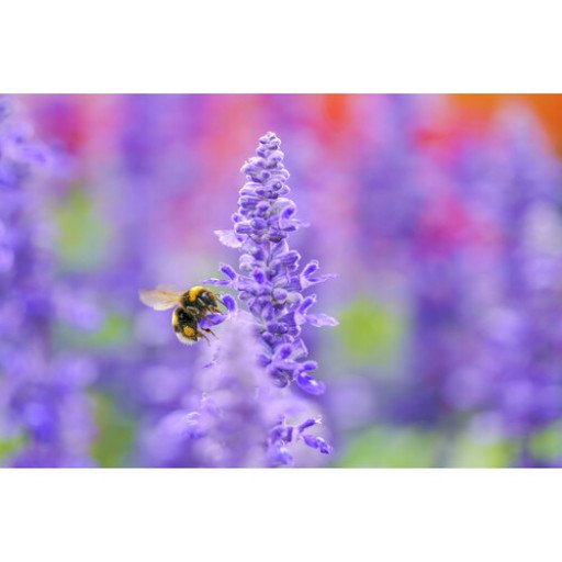 Sigma 105mm f/2.8 DG DN Macro Art Lens for Sony E