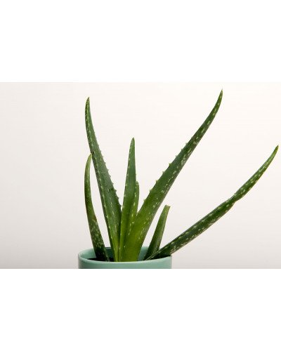 Background Paper Rolls 2.72x11m Snow White