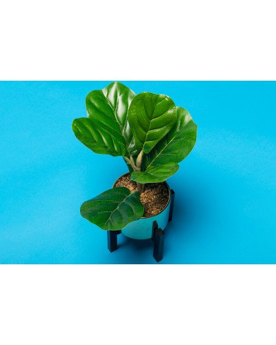 Background Paper Rolls 2.72 x 11m Nassau