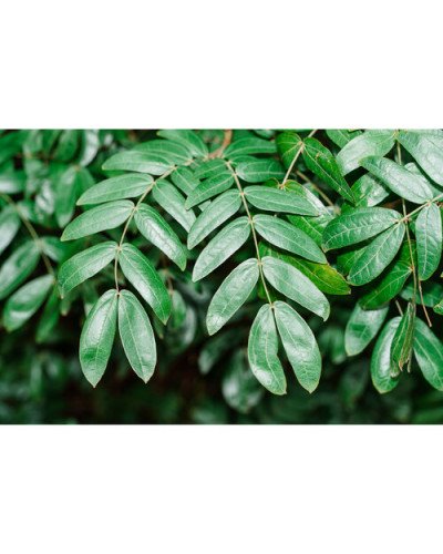 VILTROX Vintage Z1 Retro On-Camera Flash VILTROX Vintage Z1 Retro On-Camera Flash