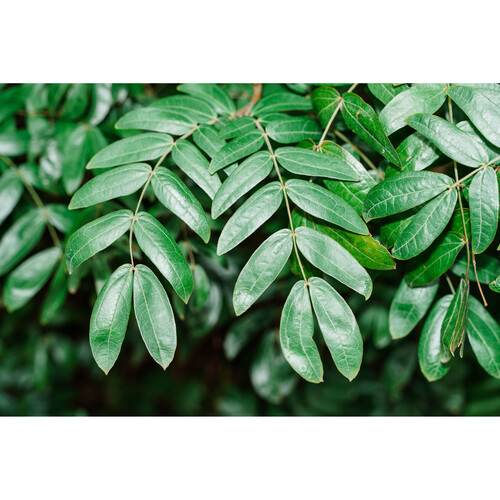 VILTROX Vintage Z1 Retro On-Camera Flash