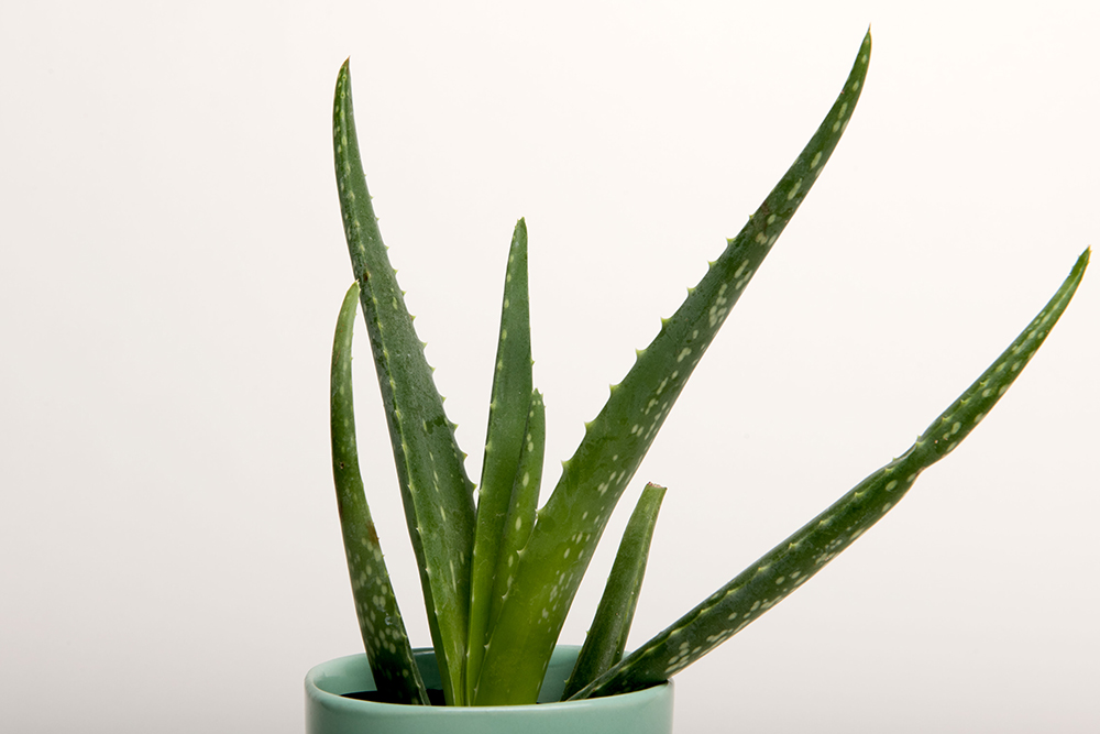 Background Paper Rolls 1.36x11mm Snow White